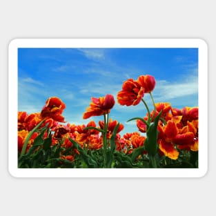 A field of Orange Tulips Sticker